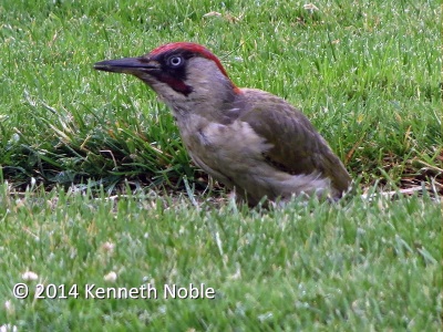 green woodpecker (Picus viridus) Kenneth Noble